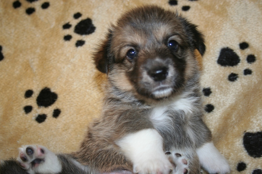Puppies